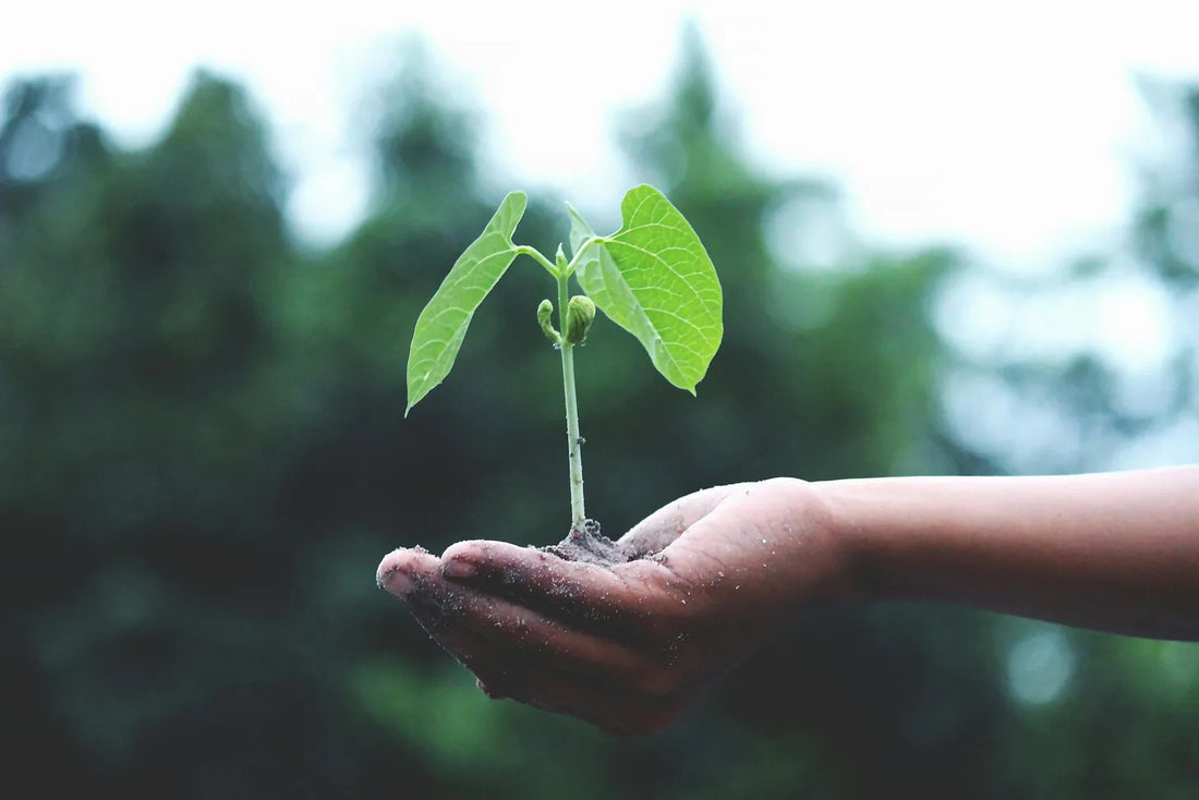 Let Wisdom Take Root